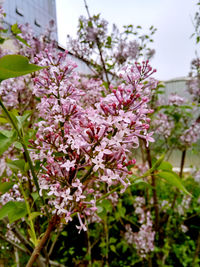 Close-up of pink flowers on tree