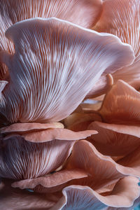 Full frame shot of mushrooms