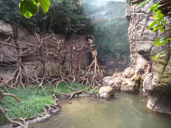 Scenic view of forest