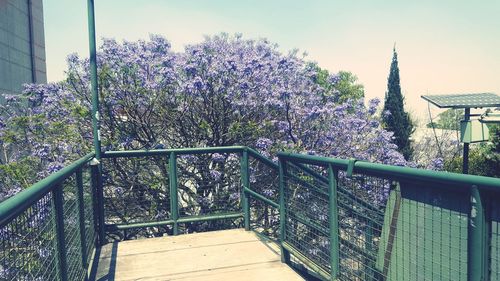 View of flower trees against sky