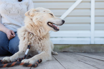 Low section of person with dog sitting outdoors