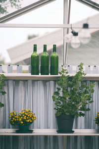 Close-up of potted plant on glass window