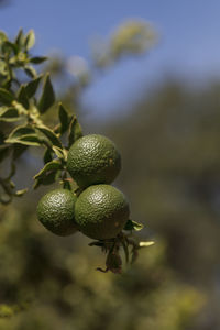 Close-up of fruits on tree