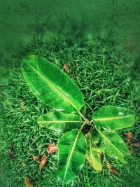 High angle view of leaf on grass