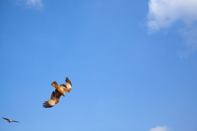 Low angle view of bird flying