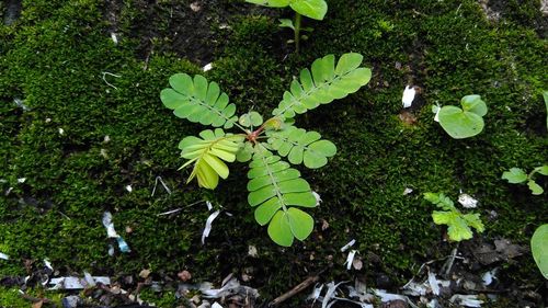 Leaves on plant