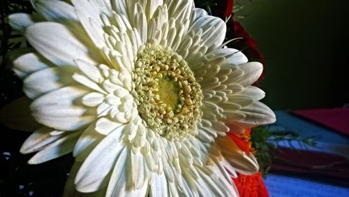 Close-up of white flower blooming outdoors