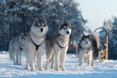 Dogs on snow covered landscape