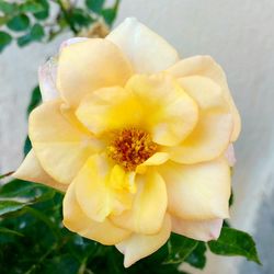 Close-up of yellow rose flower