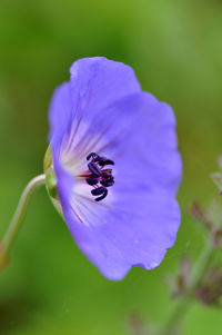 Close-up of insect on purple flower