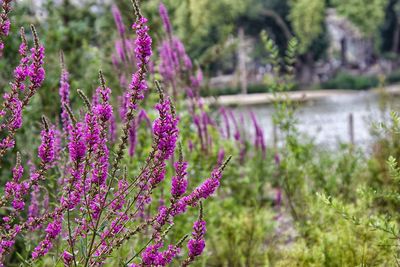 Close-up of pink flowering plants on field