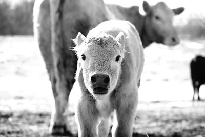 Portrait of calf