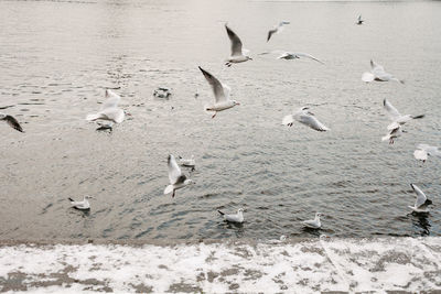 Flock of birds flying over beach