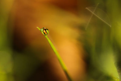 Close-up of insect on plant