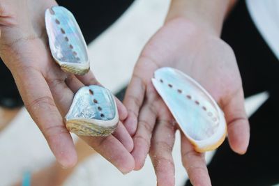 High angle view of person showing animal shells