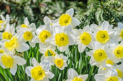 Close-up of yellow flowers blooming outdoors