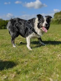Full length of a dog running on field