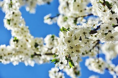 White blooming tree