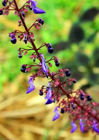 Close-up of flowers on tree