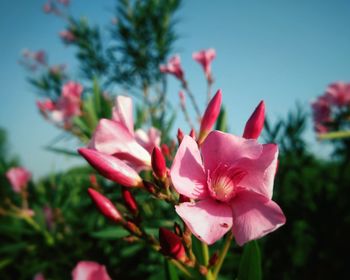 Close-up of pink flowering plant against sky