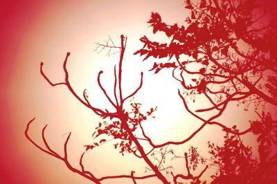 Low angle view of bare tree against sky at sunset