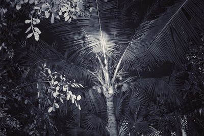 Close-up of tree branches