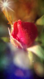 Close-up of pink rose blooming outdoors