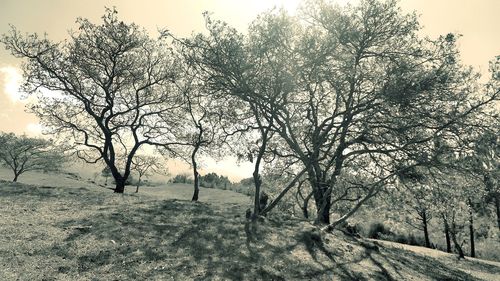 Bare trees on field against sky during winter