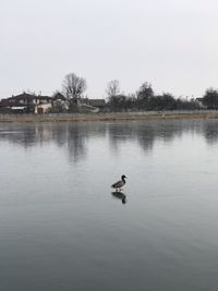 Man swimming in a lake