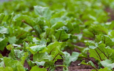 Beet planting in the organic garden greenhouse