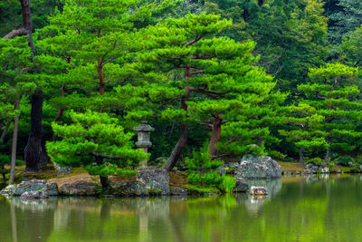 Scenic view of trees in forest against sky