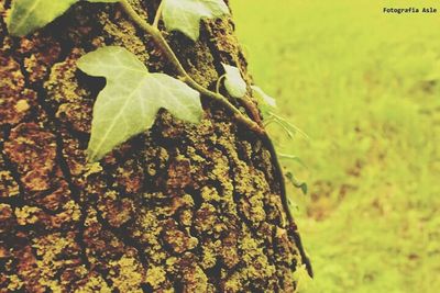 Close-up of moss growing on tree trunk