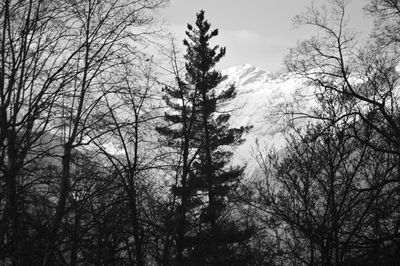 Low angle view of trees in forest against sky