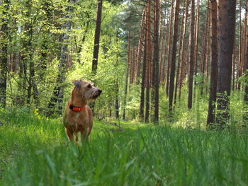 Dog in forest