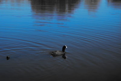 Duck swimming in lake