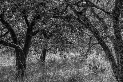 Low angle view of trees in forest