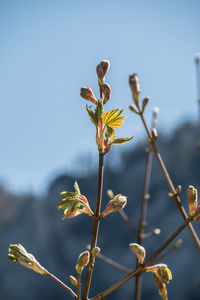 Close-up of plant against blurred background