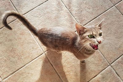 High angle view of cat on footpath