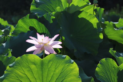 Close-up of pink flowering plant