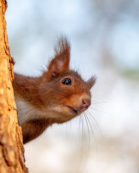 Close-up of squirrel