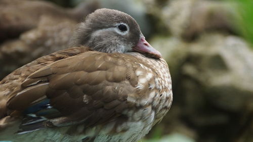 Close-up of bird