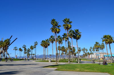 Palm trees by road against clear blue sky