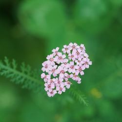 Close-up of pink flowers