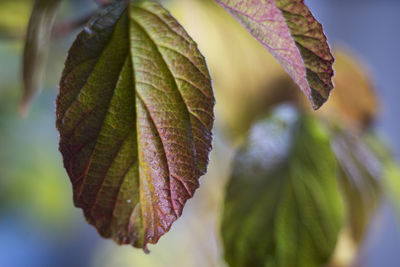 Close-up of maple leaves during autumn