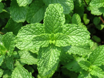 Full frame shot of fresh green leaves