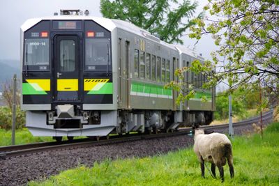 View of train on railroad track with sheep