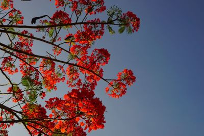 Low angle view of maple tree against sky