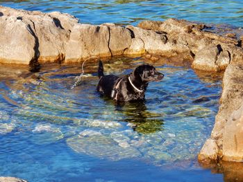 View of dog in swimming pool