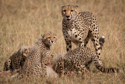 Cheetah on field in zoo