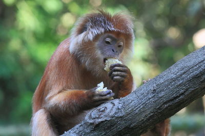 Javan lutung sitting on tree